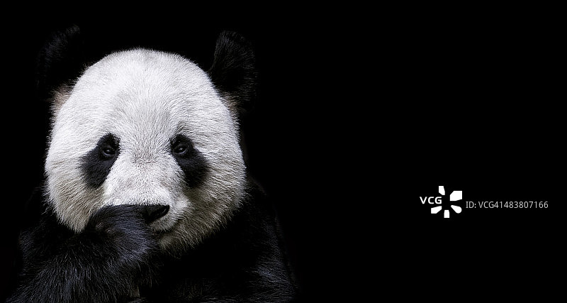 大熊猫图片素材