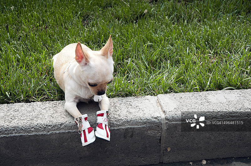 中国北京一只穿着鞋的吉娃娃狗的特写镜头图片素材