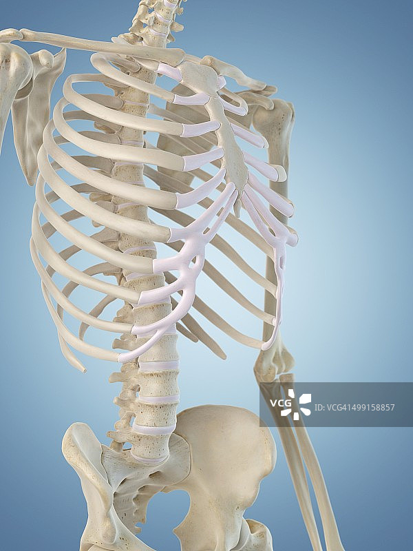 人体骨骼结构，艺术品图片素材