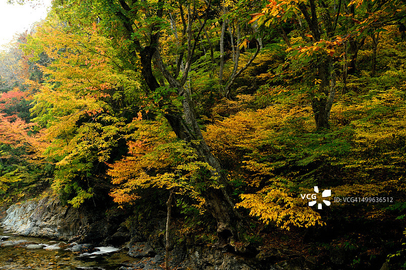 大秋自然，日本图片素材