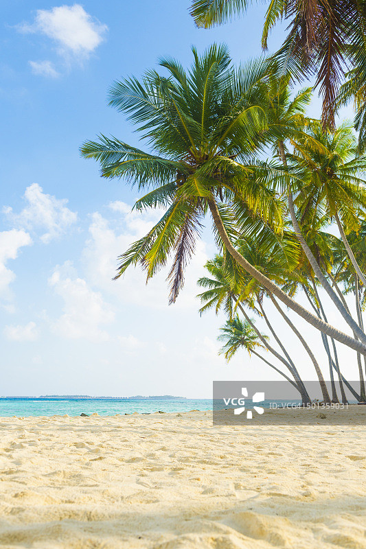 马尔代夫海滩上的椰子树图片素材