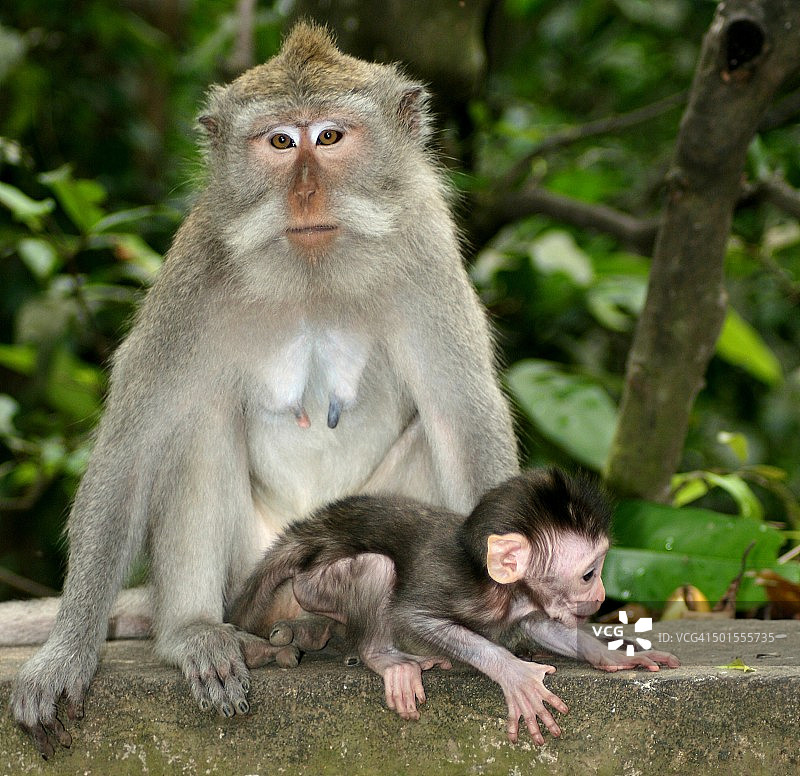 猴子妈妈和孩子图片素材