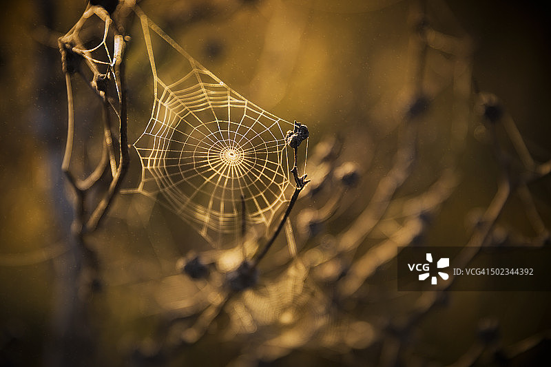 一个蜘蛛网的特写，在梧桐草平原附近的Junction Creek，西南国家公园，塔斯马尼亚，澳大利亚图片素材