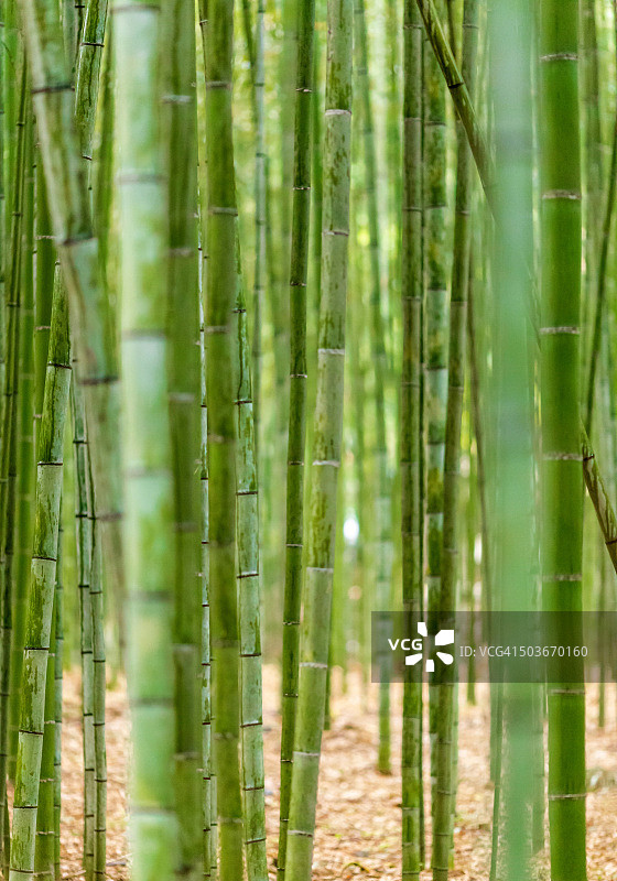 在日本发现的迷人的亚洲竹林图片素材