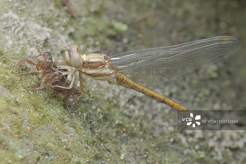 这是一只新出现的蜻蜓在旧的外骨骼上休息的宏图图片素材