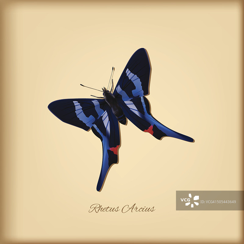Rhetus Arcius蝴蝶-向量图片素材