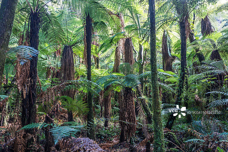 景观:绿色热带雨林蕨类，新西兰图片素材