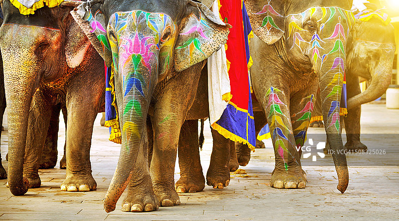 大象在印度图片素材