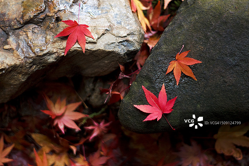 石头上的日本枫叶图片素材