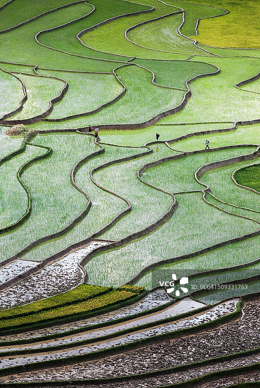 越南北部的梯田稻田图片素材