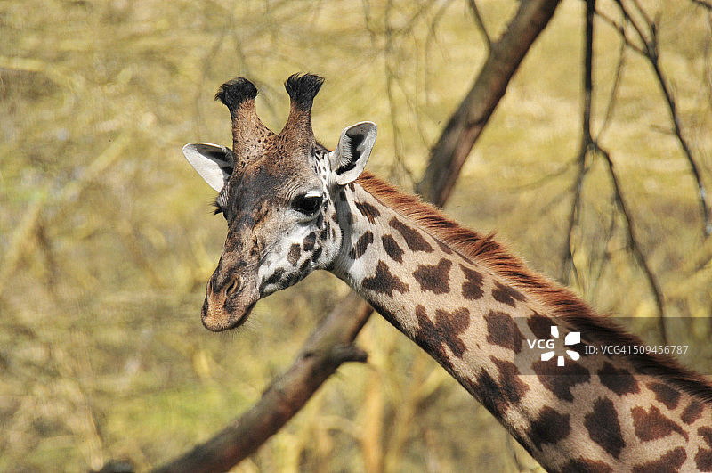 威利野生动物保护中心的长颈鹿图片素材