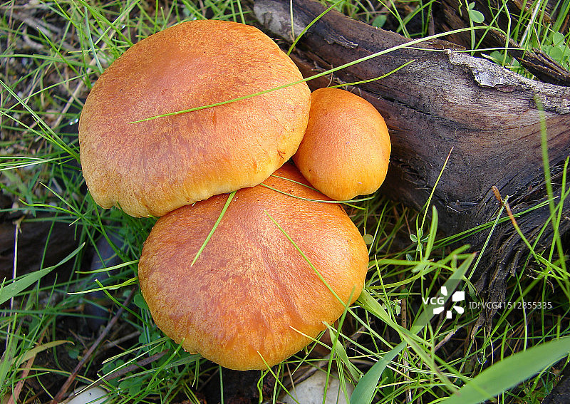 蘑菇（金诺皮卢斯孢子）图片素材