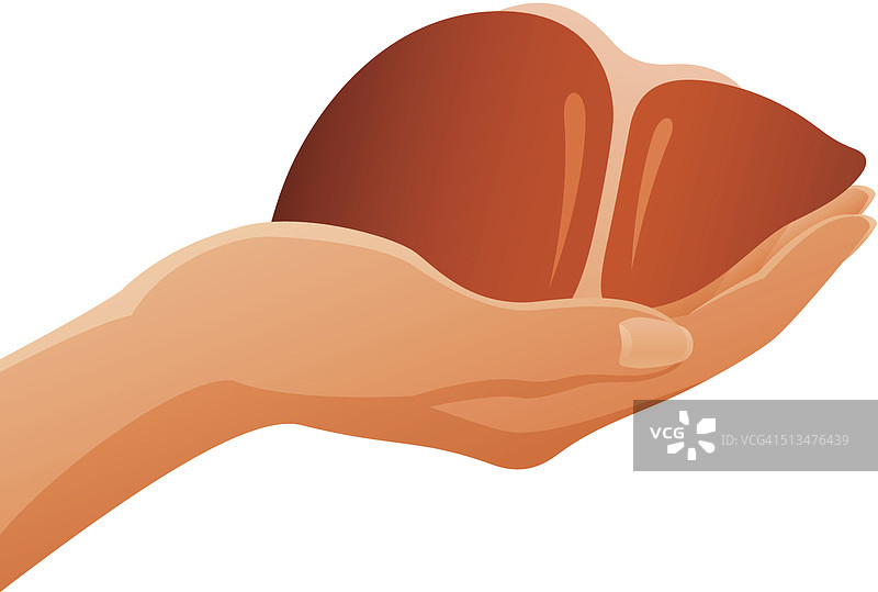 手握解剖人体肝脏图片素材