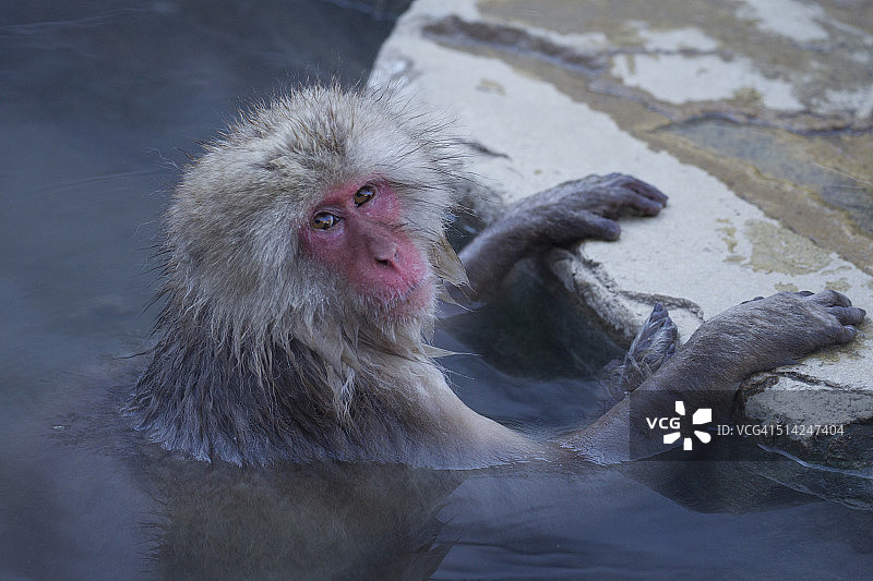 日本猕猴洗澡。图片素材