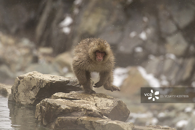 日本猕猴运行。图片素材