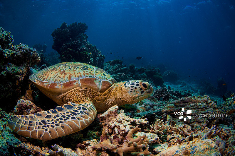 海龟在海底的特写。图片素材