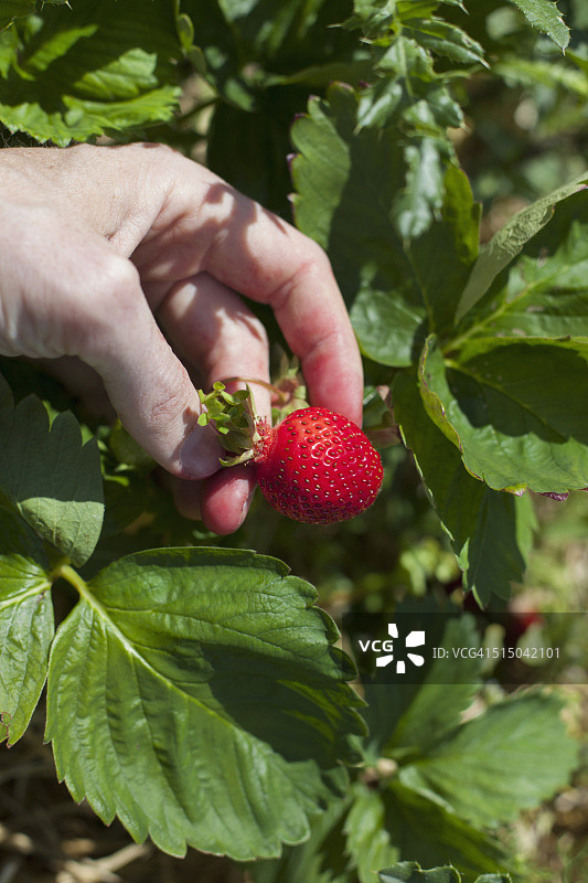 在田里采摘成熟草莓的手的特写图片素材
