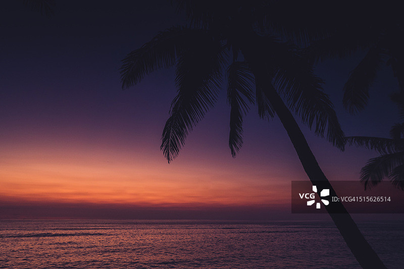 日落时棕榈树的剪影图片素材