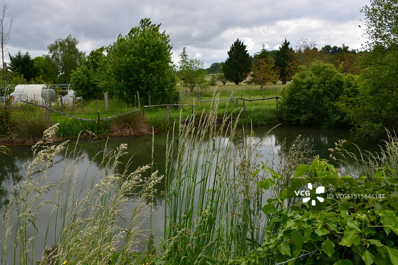 小池塘中植被茂密图片素材