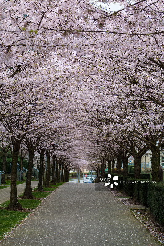 樱花树冠图片素材