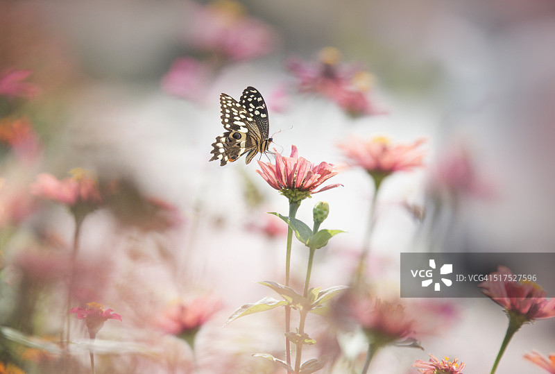 一只蝴蝶停在粉红色的花上，在柔和模糊的背景上。图片素材