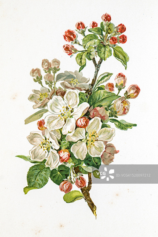 苹果花19世纪插图图片素材