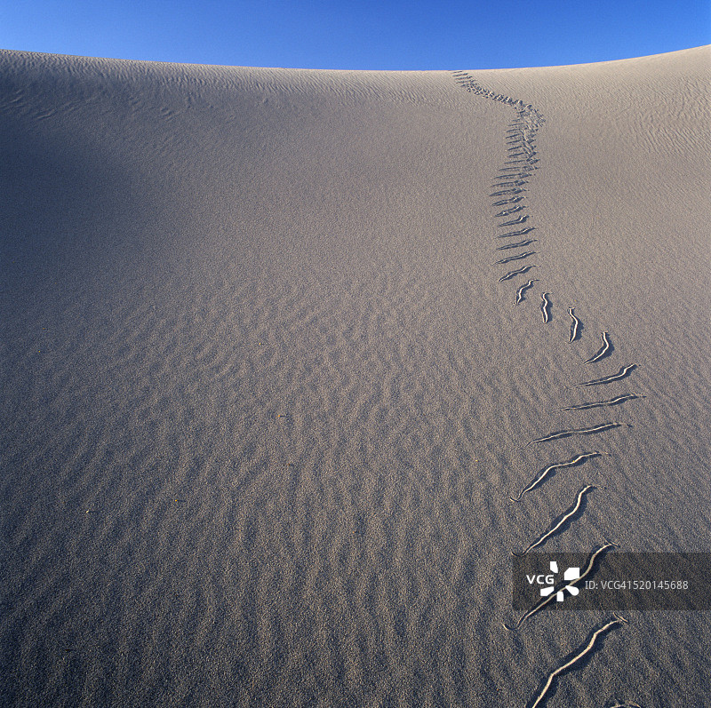 沙丘上响尾蛇的足迹图片素材
