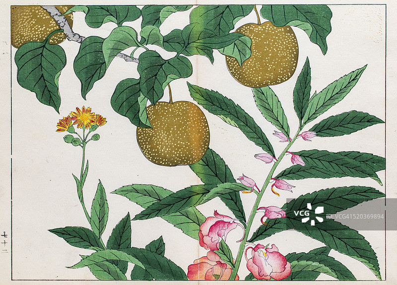 梨树和苦瓜植物日本木版印刷图片素材