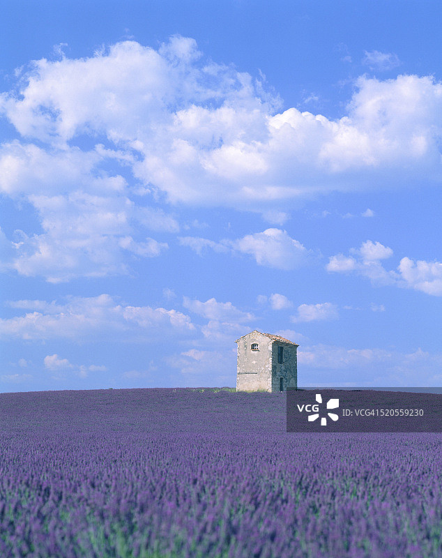 盛开的薰衣草和石头房子在法国图片素材
