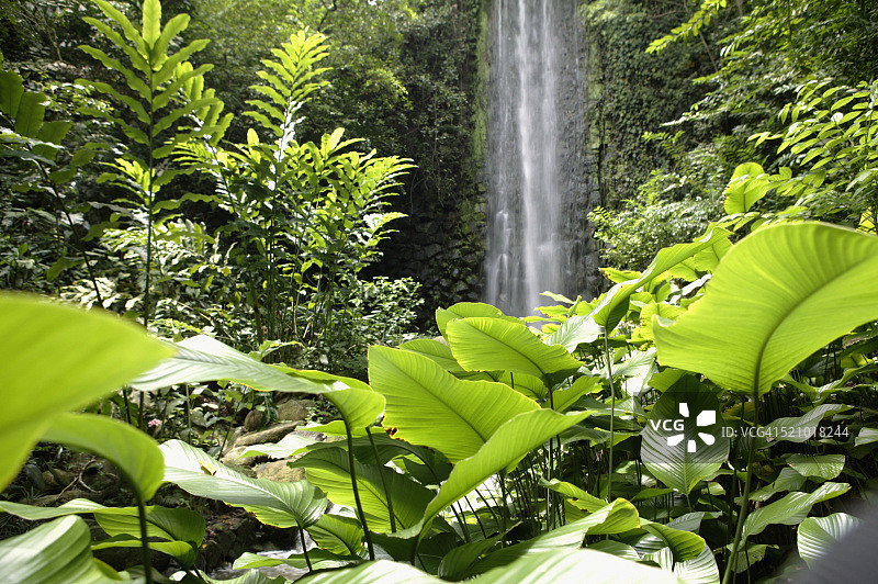 雨林瀑布，新加坡裕廊鸟公园图片素材