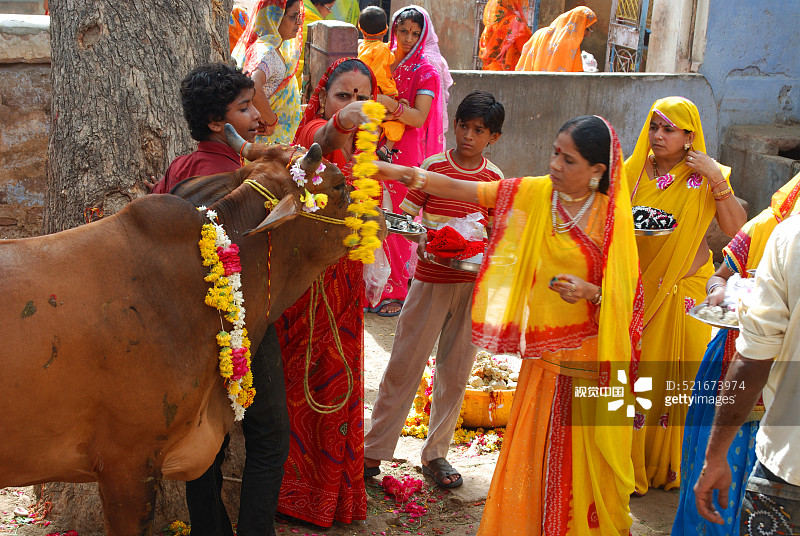 印度拉贾斯坦邦焦特布尔，妇女在巴克查巴拉斯节上表演牛崇拜图片素材