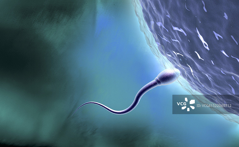 精子进入卵子图片素材