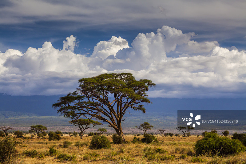 大草原上的日落。肯尼亚安博塞利图片素材