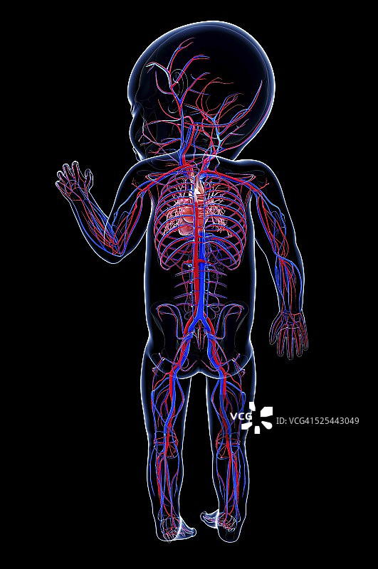 宝宝的心血管系统，艺术品图片素材
