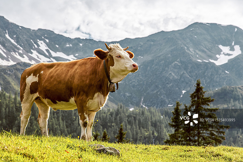 奥地利，卡林西亚，弗拉甘特，奶牛在高山牧场图片素材