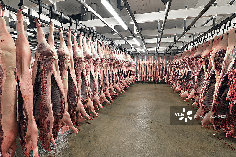 屠宰场冷库中的猪肉侧面图片素材