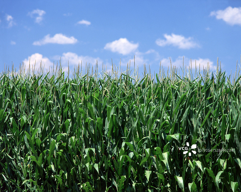 在印第安纳州的玉米田图片素材