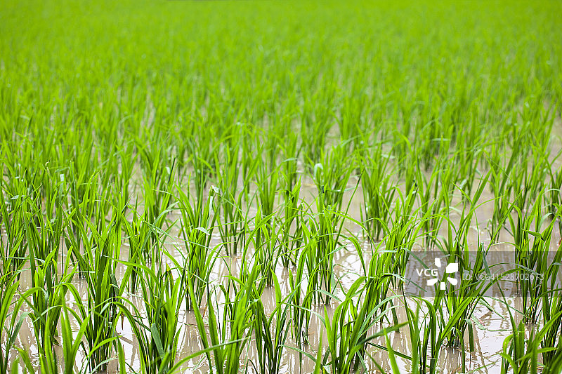 稻田里的秧苗图片素材