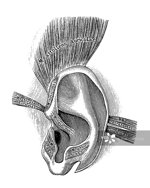 人体解剖学科学例证:耳朵和听觉系统图片素材