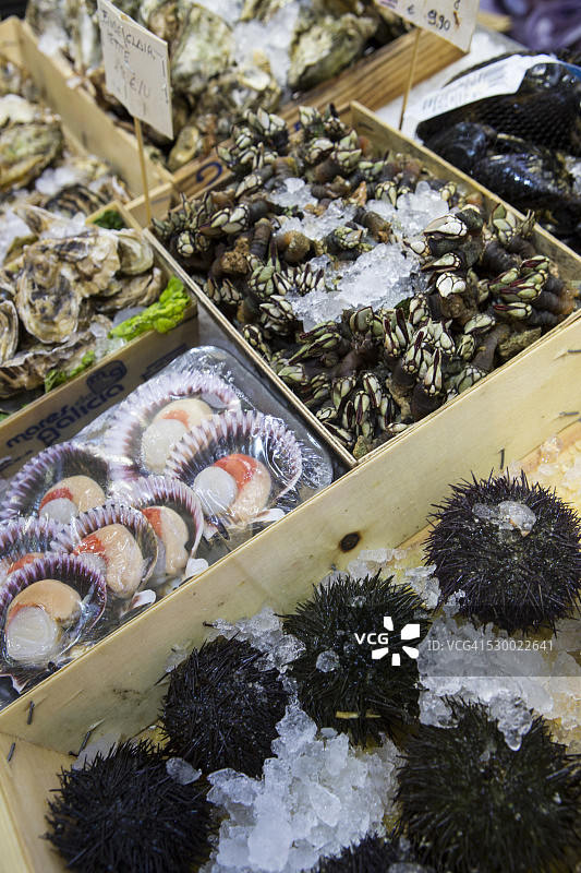 西班牙马略卡岛，有贝壳和海胆的市场摊位图片素材