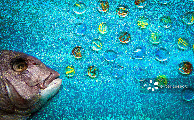 鱼的艺术形象热爱美丽的大海图片素材