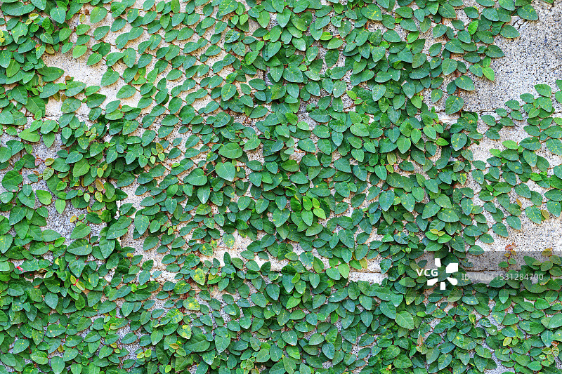 墙上的绿色攀缘植物图片素材