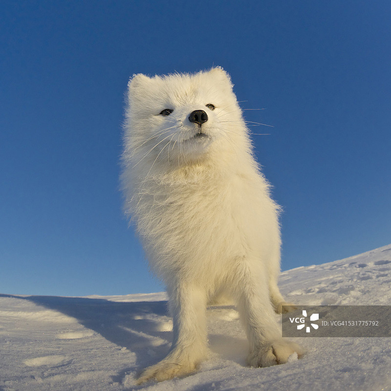 北极熊狐狸看着照相机。图片素材