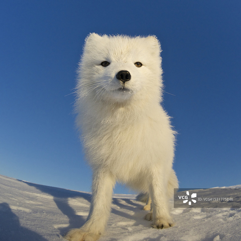 北极熊狐狸看着照相机。图片素材