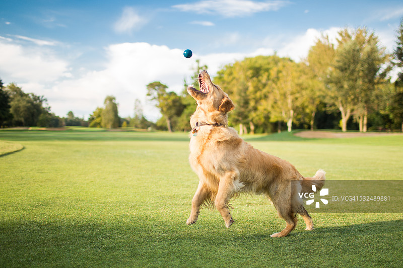 金毛猎犬在户外为球跳跃图片素材