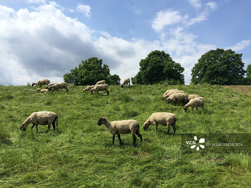 田野上有羊的风景图片素材