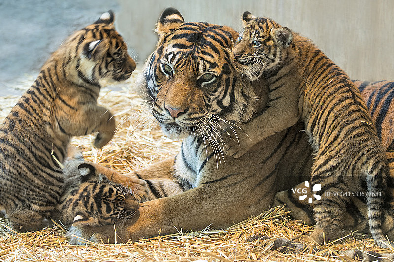 苏门答腊虎幼崽和妈妈图片素材