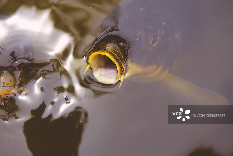 日本奈良，池塘里张开嘴的鲤鱼图片素材