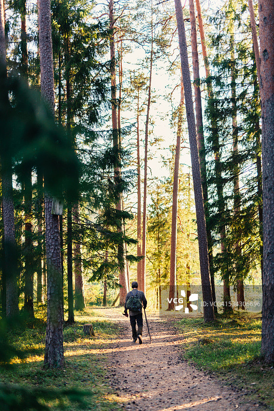 日落时分的野生森林徒步图片素材