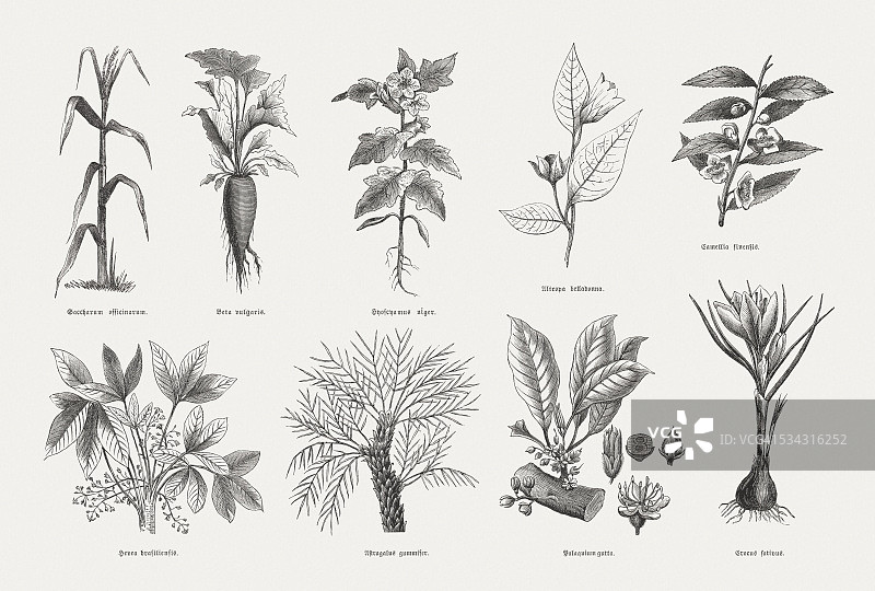 经济植物，木刻，1880年出版图片素材
